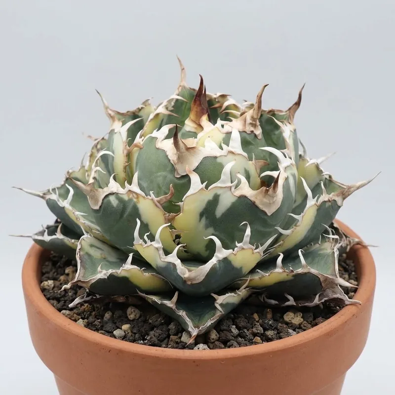 白鯨錦