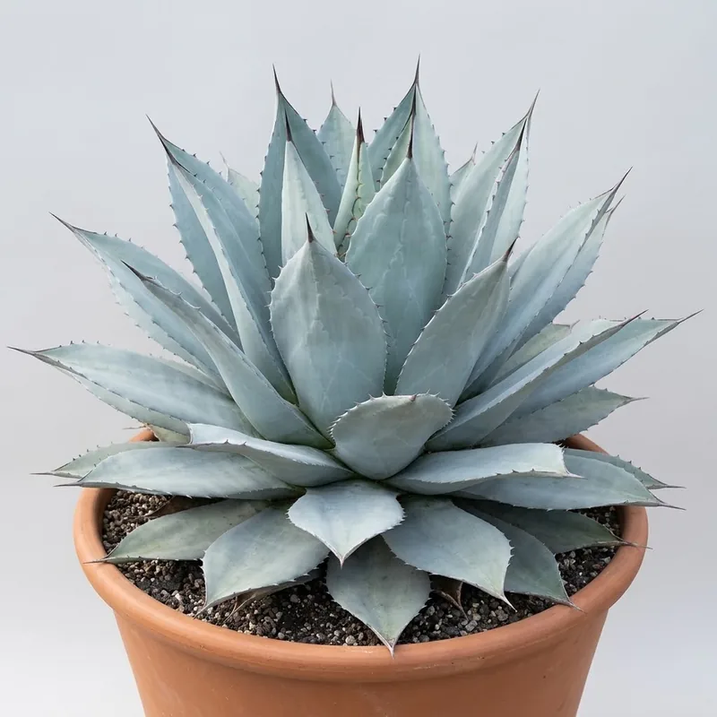 オバティフォリア